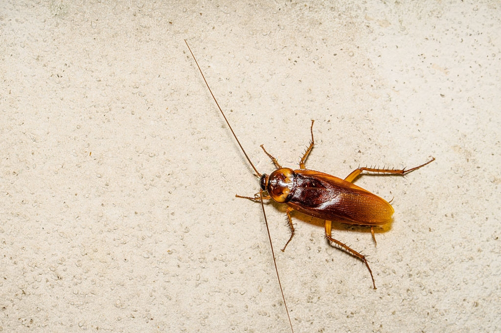 Cockroach Control, Pest Control in Borehamwood, Elstree, Well End, WD6. Call Now 020 8166 9746