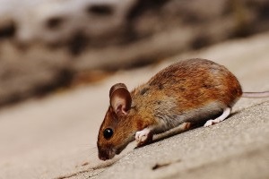 Mice Control, Pest Control in Borehamwood, Elstree, Well End, WD6. Call Now 020 8166 9746