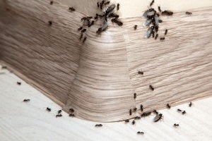 Ant Control, Pest Control in Borehamwood, Elstree, Well End, WD6. Call Now 020 8166 9746