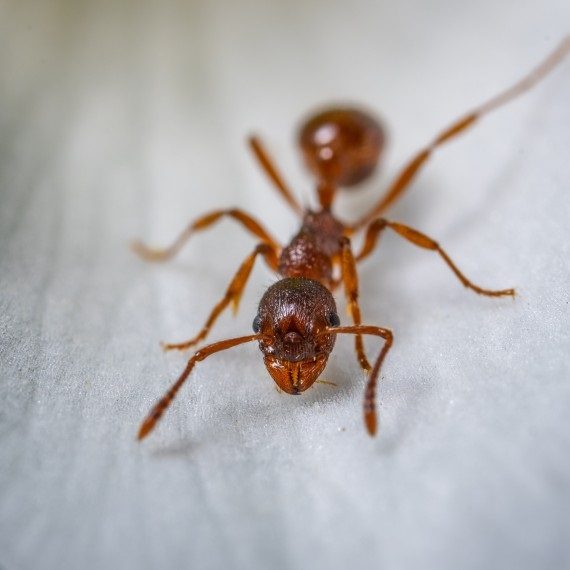 Field Ants, Pest Control in Borehamwood, Elstree, Well End, WD6. Call Now! 020 8166 9746