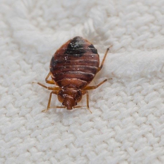 Bed Bugs, Pest Control in Borehamwood, Elstree, Well End, WD6. Call Now! 020 8166 9746