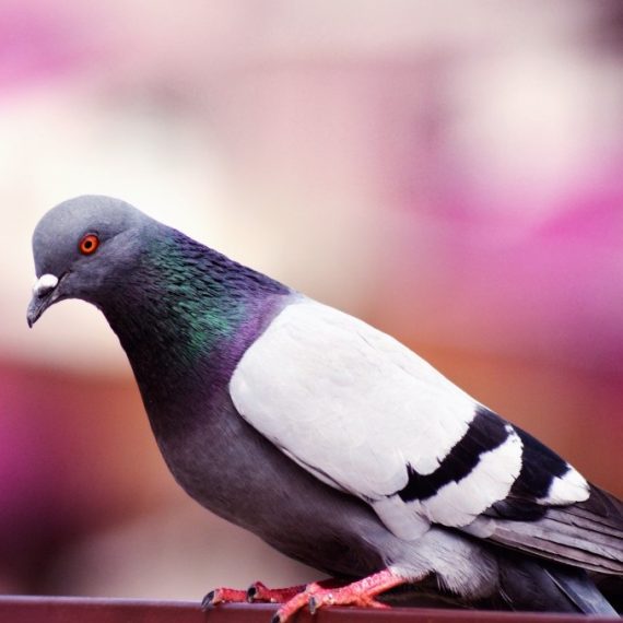 Birds, Pest Control in Borehamwood, Elstree, Well End, WD6. Call Now! 020 8166 9746