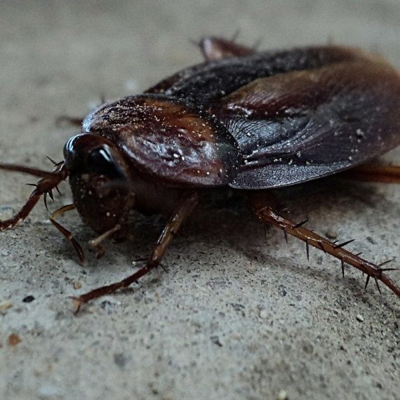 Cockroaches, Pest Control in Borehamwood, Elstree, Well End, WD6. Call Now! 020 8166 9746