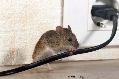 Pest Control in Borehamwood, Elstree, Well End, WD6. Call Now! 020 8166 9746