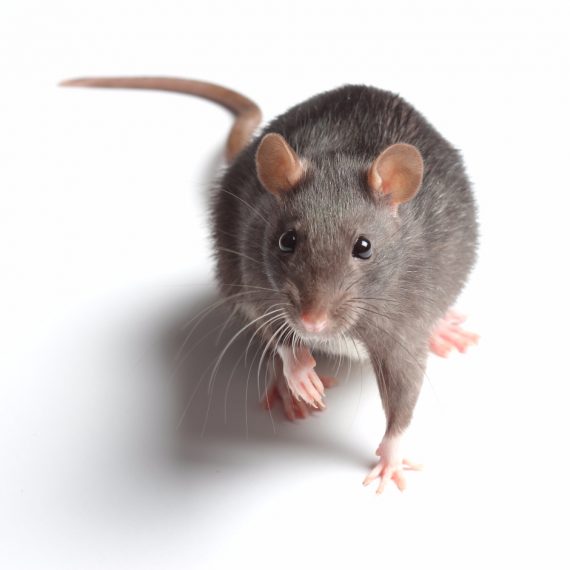 Rats, Pest Control in Borehamwood, Elstree, Well End, WD6. Call Now! 020 8166 9746