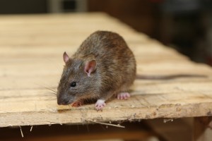 Rodent Control, Pest Control in Borehamwood, Elstree, Well End, WD6. Call Now 020 8166 9746