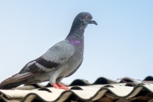 Pigeon Pest, Pest Control in Borehamwood, Elstree, Well End, WD6. Call Now 020 8166 9746